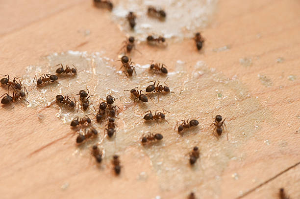 Insect Control in Grand Saline, TX