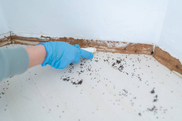 Best Best Pest Control Companies  in Grand Saline, TX