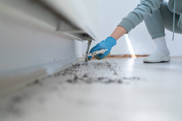 Best Residential Pest Control  in Grand Saline, TX